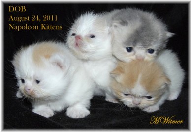 Napoleon Kittens
