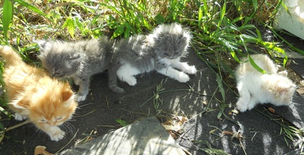 1/2 Persian Kittens