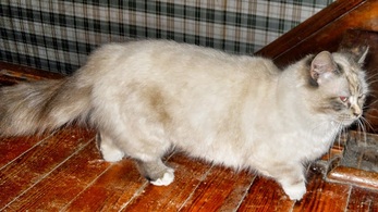Munchkin Female Cat
