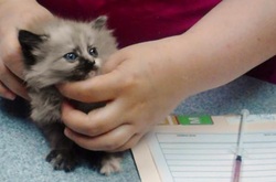 Highlander Persian Cross 