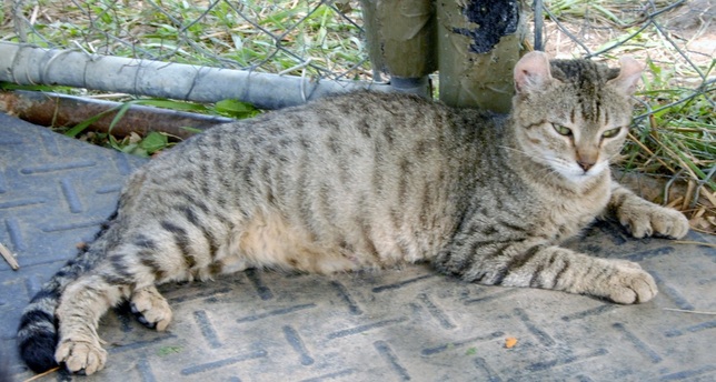 Poly-toed Highlander Cat