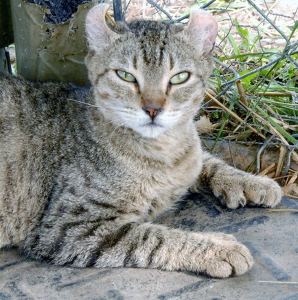 Female Highlander Cat