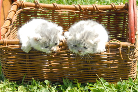 1/2 Persian Kittens