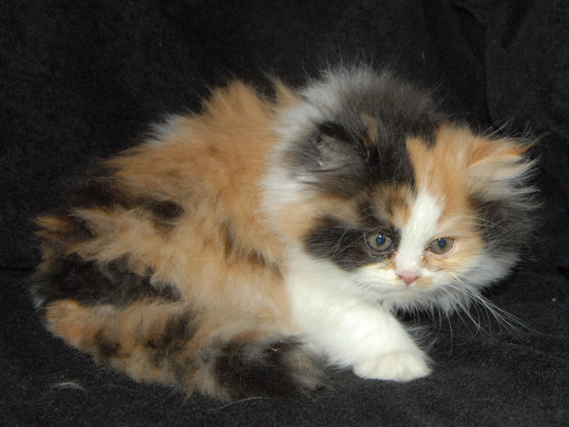Female Napoleon Kitten, Minuet Kitten