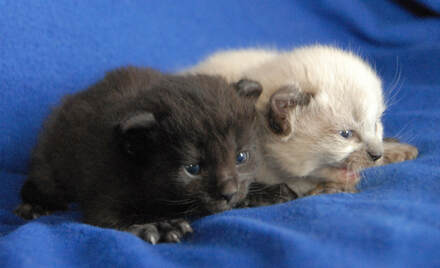 Highlander Kittens