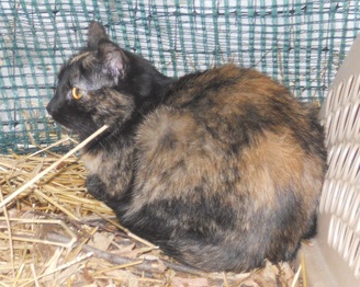 Polydactyl female Tortishell cat